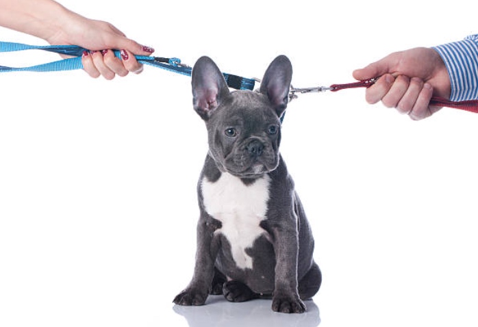 Pets and Divorce: Who Gets Custody in Property Division?