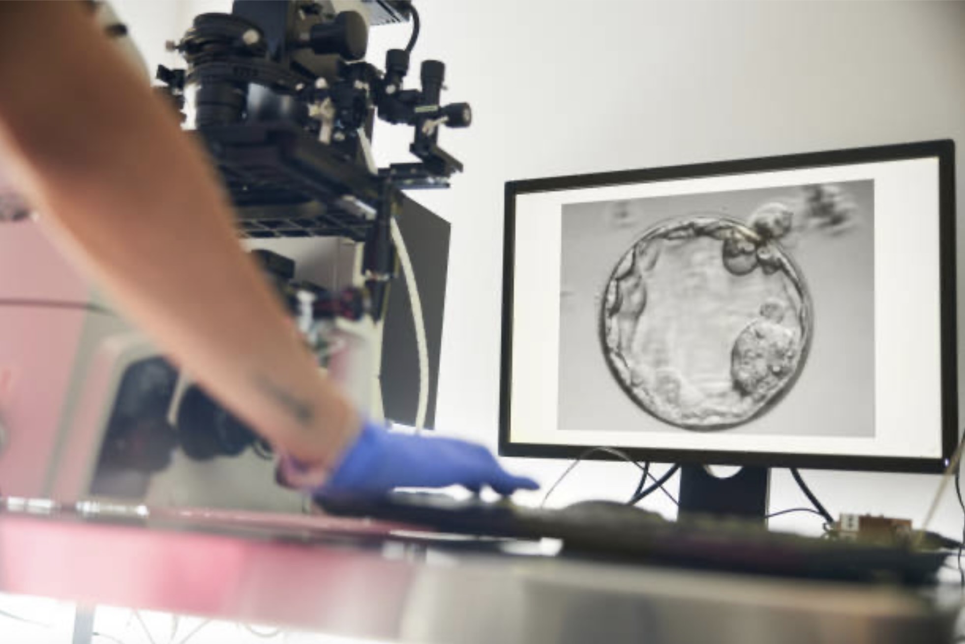 What happens to frozen embryos or fertility-related assets in divorce